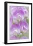 Sweet Pea Blossoms I-Kathy Mahan-Framed Photographic Print