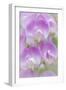 Sweet Pea Blossoms I-Kathy Mahan-Framed Photographic Print