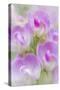 Sweet Pea Blossoms II-Kathy Mahan-Stretched Canvas