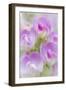 Sweet Pea Blossoms II-Kathy Mahan-Framed Photographic Print
