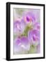 Sweet Pea Blossoms II-Kathy Mahan-Framed Photographic Print