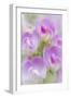 Sweet Pea Blossoms II-Kathy Mahan-Framed Photographic Print