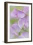 Sweet Pea Blossoms III-Kathy Mahan-Framed Photographic Print
