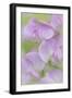 Sweet Pea Blossoms III-Kathy Mahan-Framed Photographic Print