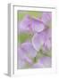 Sweet Pea Blossoms III-Kathy Mahan-Framed Photographic Print