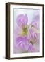 Sweet Pea Blossoms IV-Kathy Mahan-Framed Photographic Print