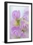 Sweet Pea Blossoms IV-Kathy Mahan-Framed Photographic Print