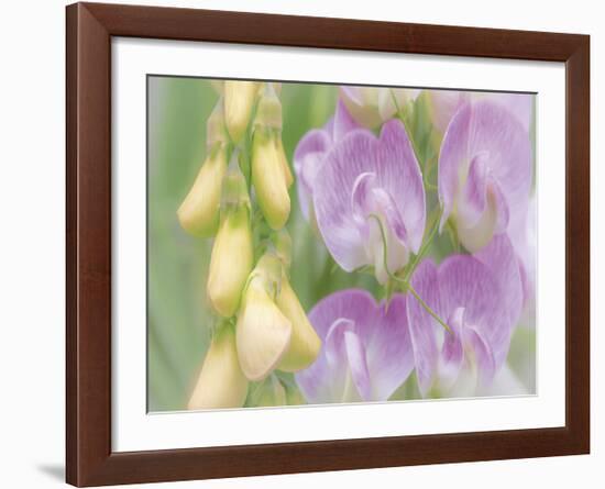 Sweet Pea Blossoms-Don Paulson-Framed Giclee Print