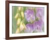 Sweet Pea Blossoms-Don Paulson-Framed Giclee Print