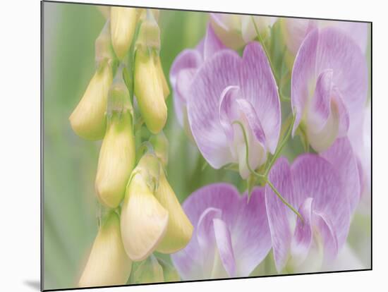 Sweet Pea Blossoms-Don Paulson-Mounted Giclee Print