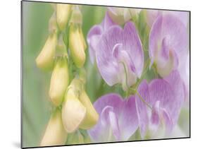 Sweet Pea Blossoms-Don Paulson-Mounted Giclee Print