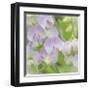 Sweet Pea Blossoms-Don Paulson-Framed Giclee Print