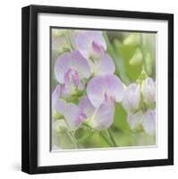 Sweet Pea Blossoms-Don Paulson-Framed Giclee Print