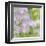 Sweet Pea Blossoms-Don Paulson-Framed Giclee Print