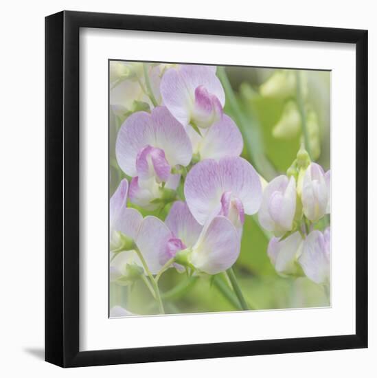 Sweet Pea Blossoms-Don Paulson-Framed Giclee Print