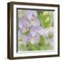 Sweet Pea Blossoms-Don Paulson-Framed Giclee Print