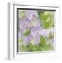 Sweet Pea Blossoms-Don Paulson-Framed Giclee Print