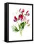 Sweet Pea Flower-Jasmine Woods-Framed Stretched Canvas