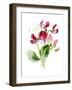 Sweet Pea Flower-Jasmine Woods-Framed Art Print