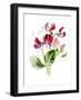 Sweet Pea Flower-Jasmine Woods-Framed Art Print