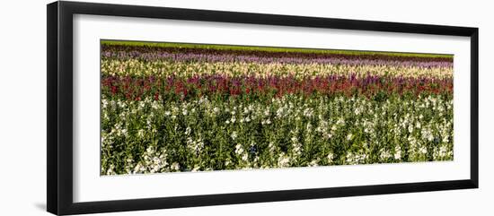 Sweet pea flowers in a field, Lompoc, Santa Barbara County, California, USA-null-Framed Photographic Print