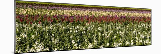 Sweet pea flowers in a field, Lompoc, Santa Barbara County, California, USA-null-Mounted Photographic Print