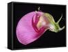 Sweet Pea Section-null-Framed Stretched Canvas