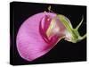 Sweet Pea Section-null-Stretched Canvas