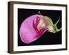 Sweet Pea Section-null-Framed Photographic Print