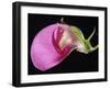 Sweet Pea Section-null-Framed Photographic Print