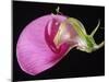 Sweet Pea Section-null-Mounted Photographic Print