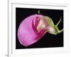 Sweet Pea Section-null-Framed Photographic Print