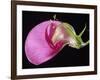 Sweet Pea Section-null-Framed Photographic Print