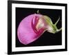 Sweet Pea Section-null-Framed Photographic Print