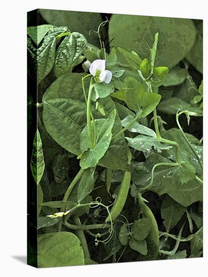 Sweet Pea Snap Pea-Amanda Lee Smith-Stretched Canvas