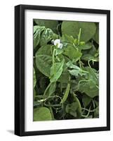 Sweet Pea Snap Pea-Amanda Lee Smith-Framed Photographic Print