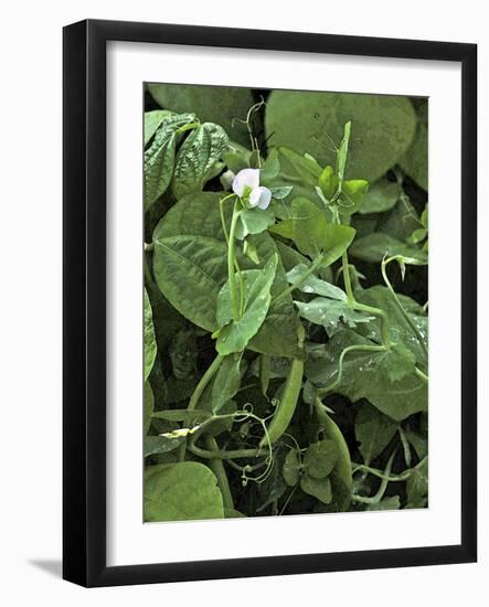 Sweet Pea Snap Pea-Amanda Lee Smith-Framed Photographic Print