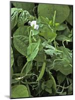 Sweet Pea Snap Pea-Amanda Lee Smith-Mounted Photographic Print