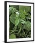 Sweet Pea Snap Pea-Amanda Lee Smith-Framed Photographic Print