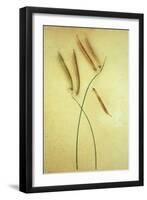 Sweet Pea-Den Reader-Framed Photographic Print