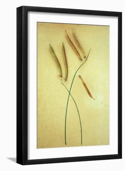 Sweet Pea-Den Reader-Framed Photographic Print