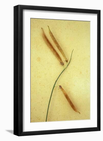 Sweet Pea-Den Reader-Framed Photographic Print