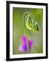 Sweet pea-Clive Nichols-Framed Photographic Print