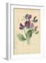 Sweet Pea-Frederick Edward Hulme-Framed Giclee Print