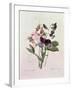 Sweet Peas (Lathyrus Odoratur) from 'Choix Des Plus Belles Fleurs', 1827-33-Pierre-Joseph Redouté-Framed Giclee Print