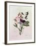 Sweet Peas (Lathyrus Odoratur) from 'Choix Des Plus Belles Fleurs', 1827-33-Pierre-Joseph Redouté-Framed Giclee Print