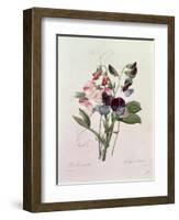 Sweet Peas (Lathyrus Odoratur) from 'Choix Des Plus Belles Fleurs', 1827-33-Pierre-Joseph Redouté-Framed Premium Giclee Print