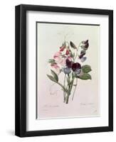 Sweet Peas (Lathyrus Odoratur) from 'Choix Des Plus Belles Fleurs', 1827-33-Pierre-Joseph Redouté-Framed Premium Giclee Print