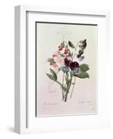 Sweet Peas (Lathyrus Odoratur) from 'Choix Des Plus Belles Fleurs', 1827-33-Pierre-Joseph Redouté-Framed Premium Giclee Print