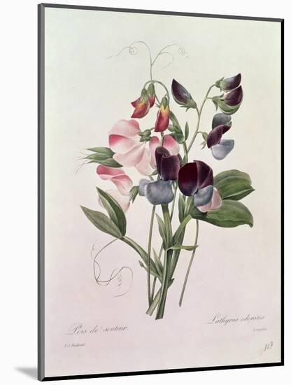 Sweet Peas (Lathyrus Odoratur) from 'Choix Des Plus Belles Fleurs', 1827-33-Pierre-Joseph Redouté-Mounted Premium Giclee Print